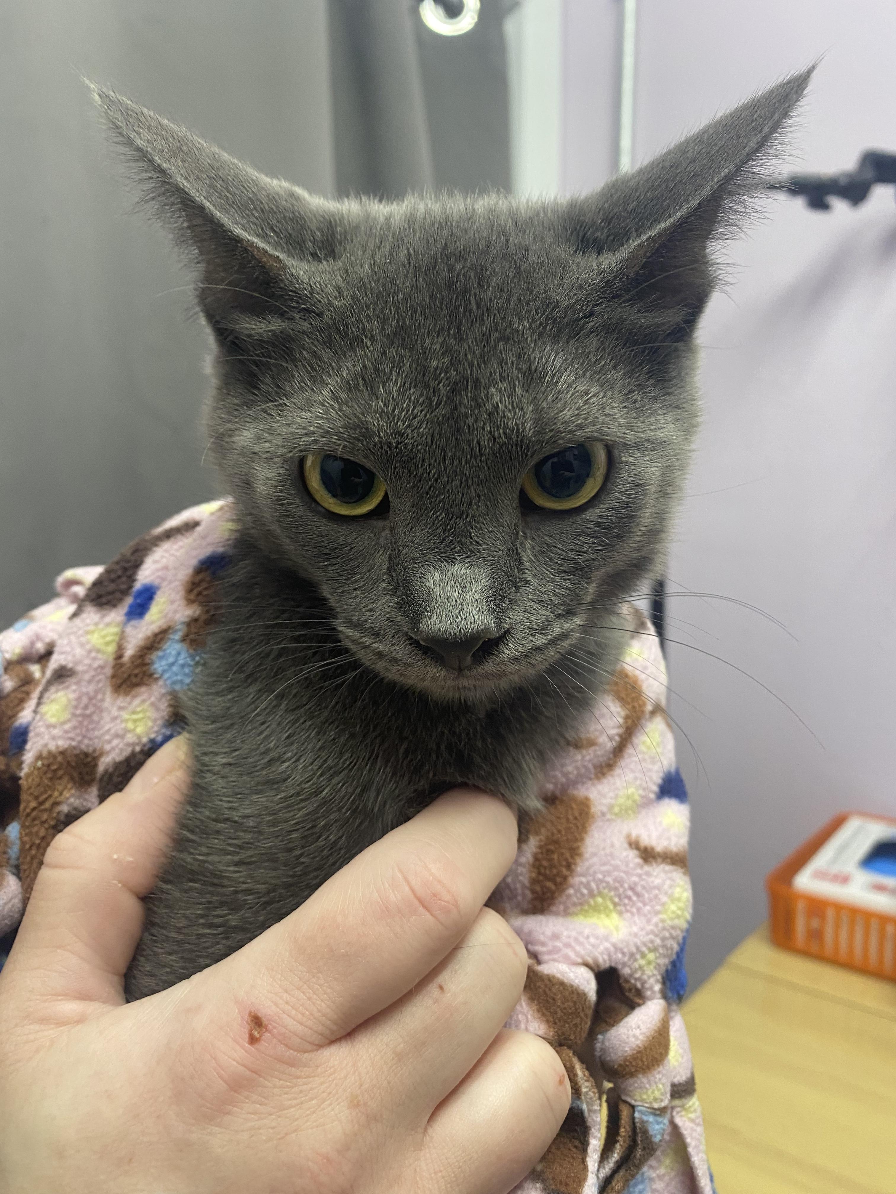 Enlarge Earl Grey, a Adopted mixed breed in Lakewood, CO image 1/1