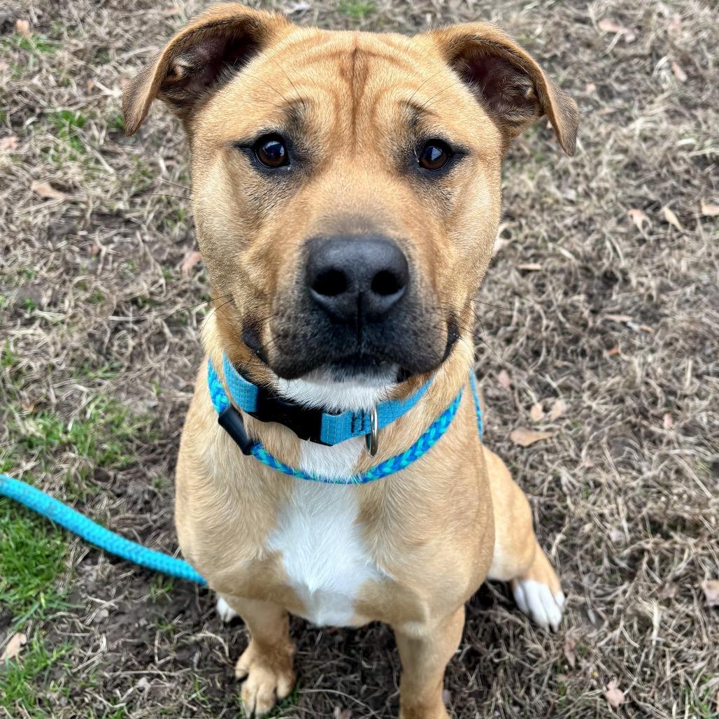 Jayse, Adoptable, Young Male Hound & Labrador Retriever.