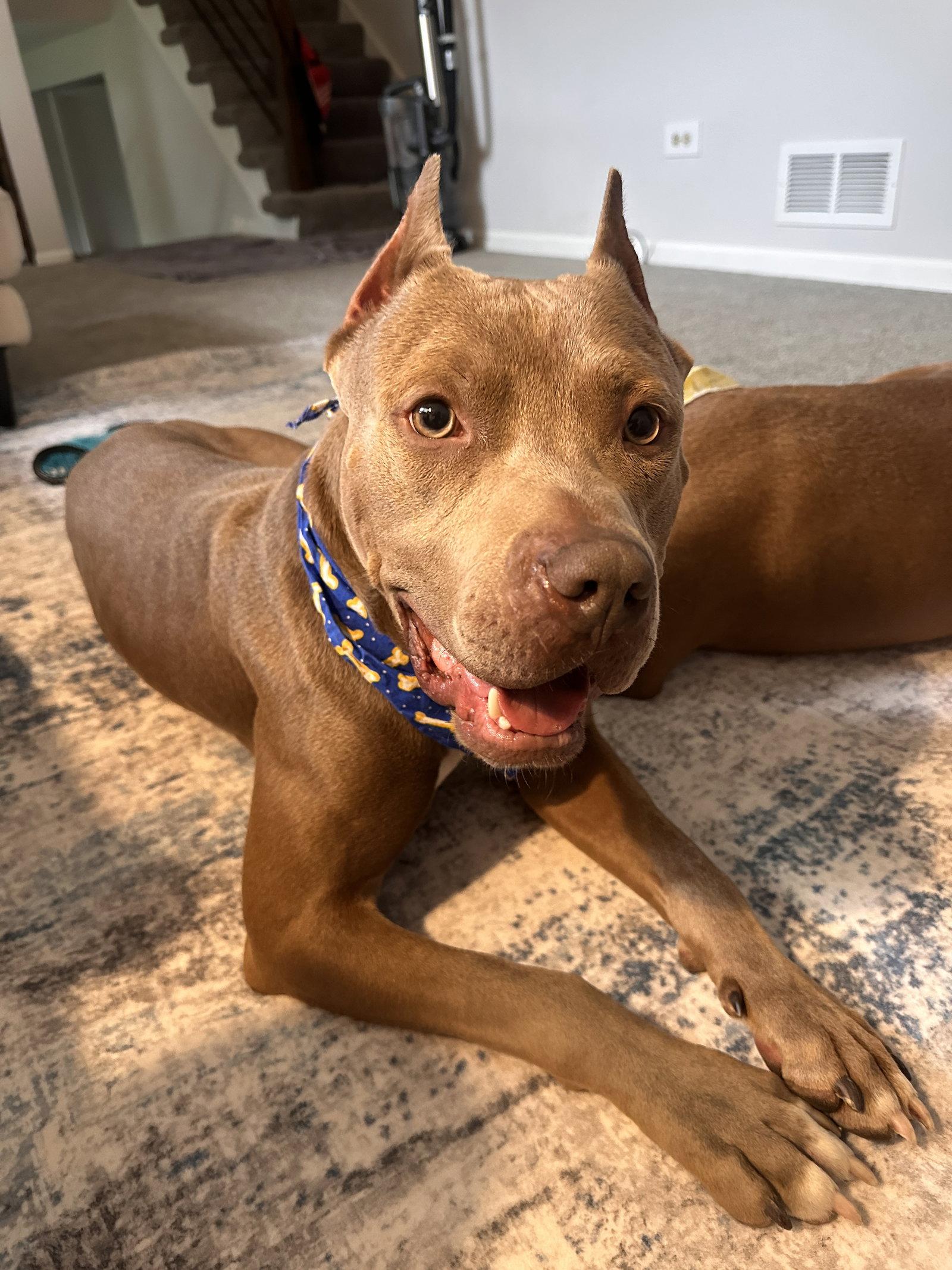 Cobain, a Adoptable Pit Bull Terrier in Island Lake, IL image 1/3