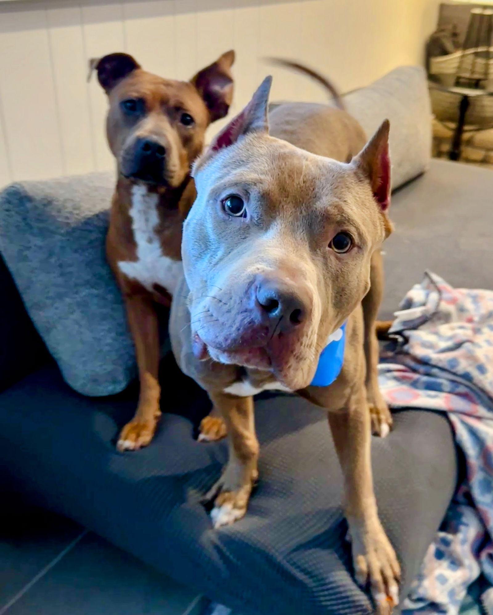 Cobain — thumbnail 2