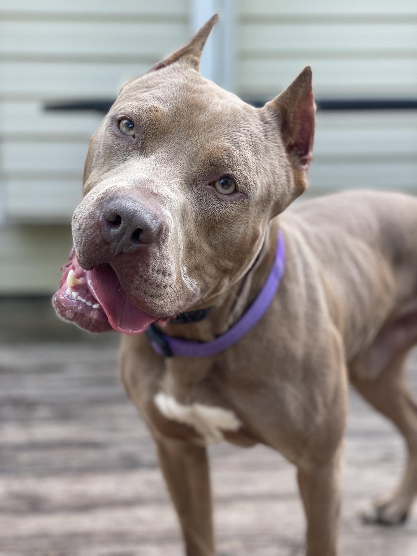 Cobain, a Adoptable Pit Bull Terrier in Island Lake, IL image 2/3