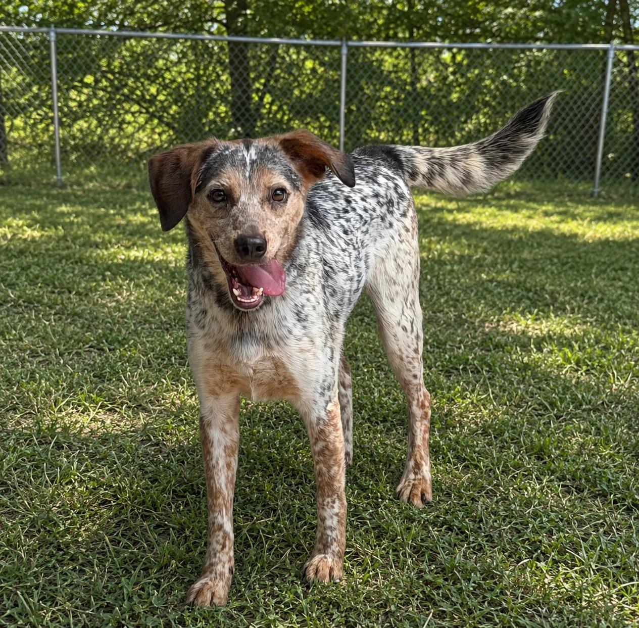 Enlarge Oddie, a Adoptable mixed breed in Atchison, KS image 1/1