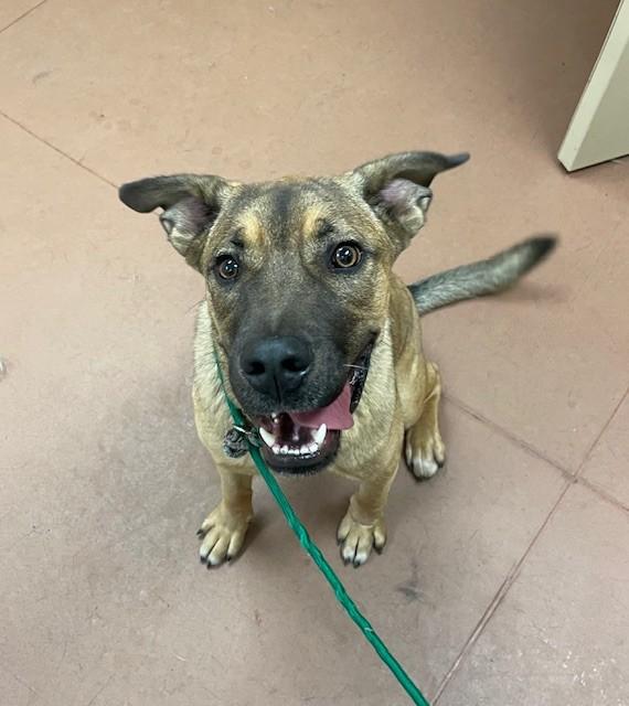 Melvin, ADOPTABLE, Young Male German Shepherd Dog.
