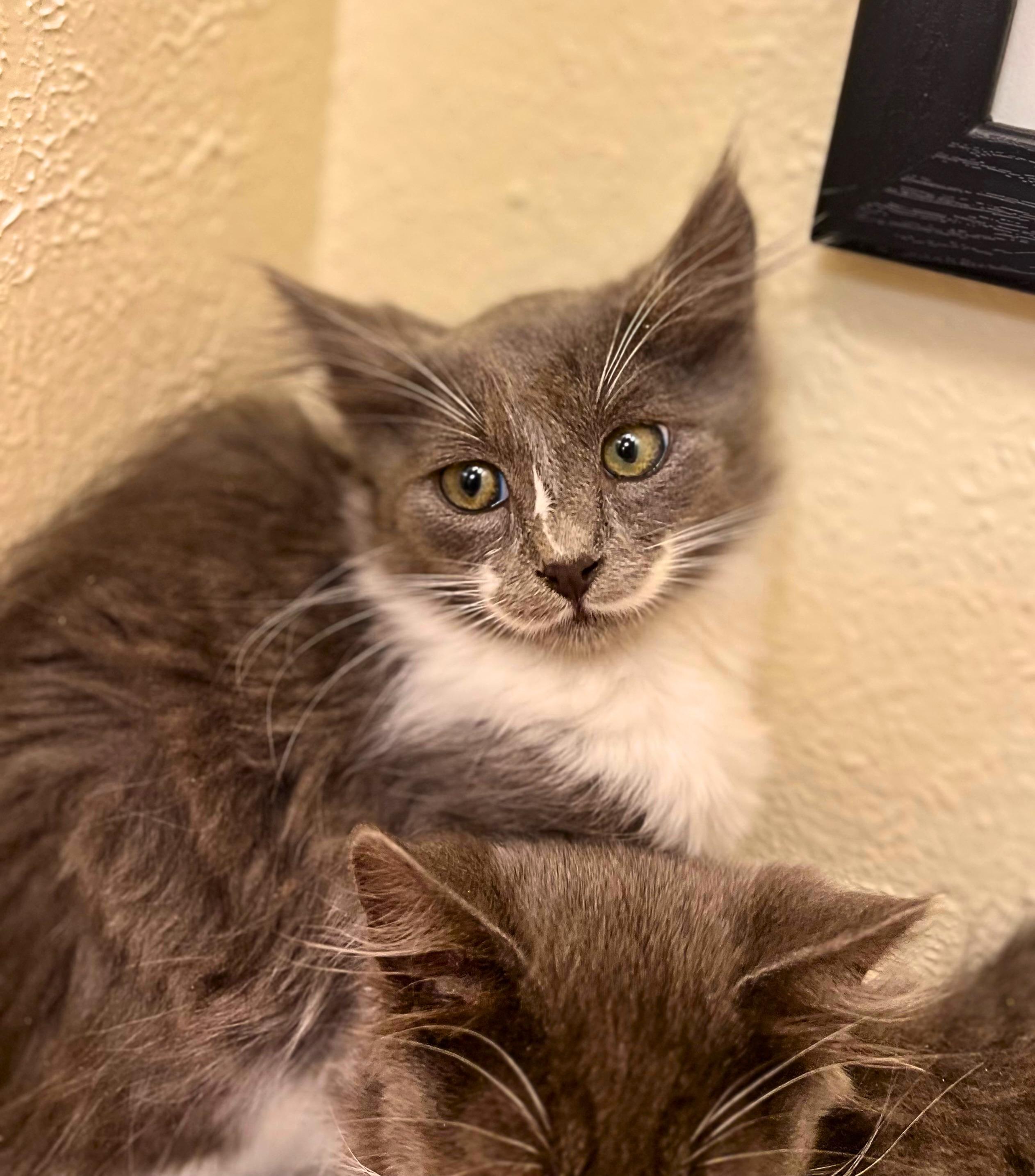 Enlarge Harvey, a stoic and protective friend (siblings with twin Quinn, Riddle & Domino), a Adoptable Domestic Medium Hair in The Dalles, OR image 1/3