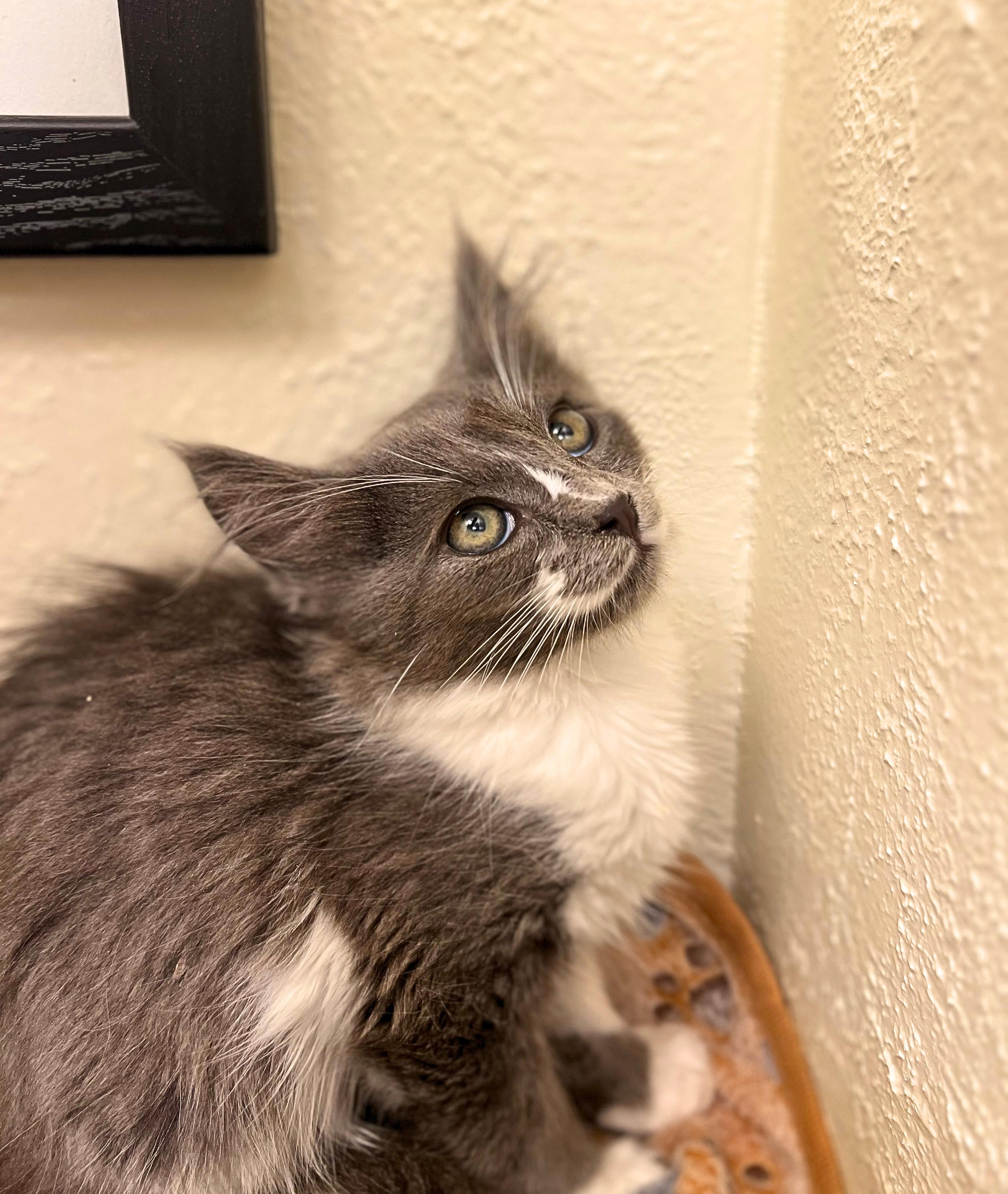 Enlarge Harvey, a stoic and protective friend (siblings with twin Quinn, Riddle & Domino), a Adoptable Domestic Medium Hair in The Dalles, OR image 2/3