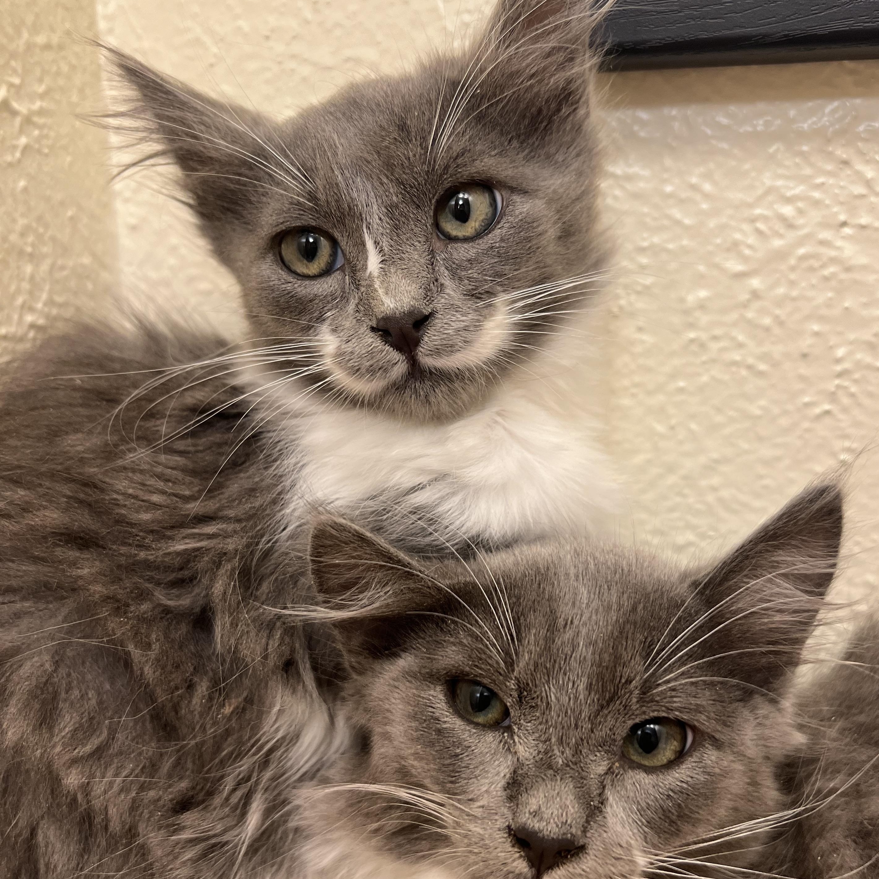 Enlarge Harvey, a stoic and protective friend (siblings with twin Quinn, Riddle & Domino), a Adoptable Domestic Medium Hair in The Dalles, OR image 3/3