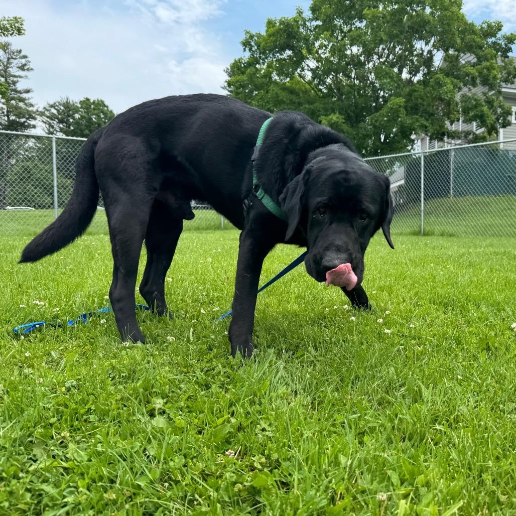 Lloyd, Adoptable, Senior Male Black Labrador Retriever.