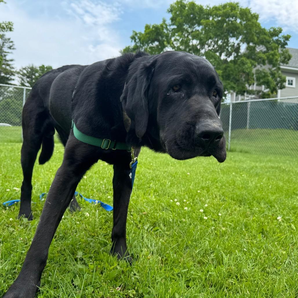 Lloyd, a Adoptable Black Labrador Retriever in Middlebury, VT image 2/6