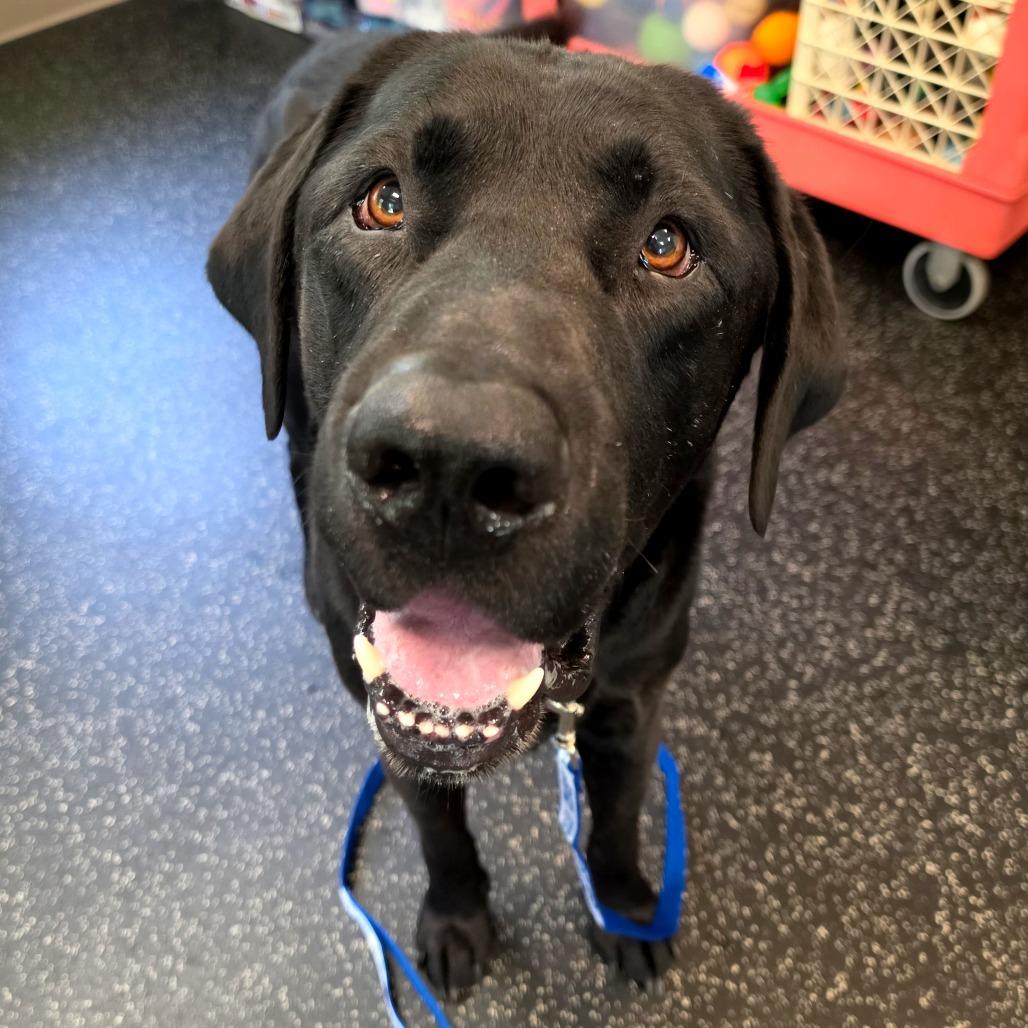 Lloyd, a Adoptable Black Labrador Retriever in Middlebury, VT image 3/6