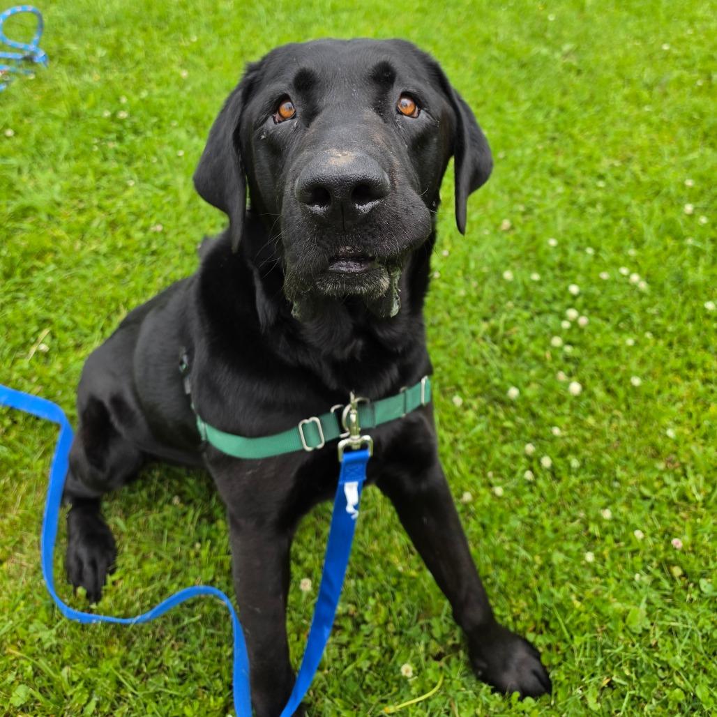 Lloyd, a Adoptable Black Labrador Retriever in Middlebury, VT image 4/6