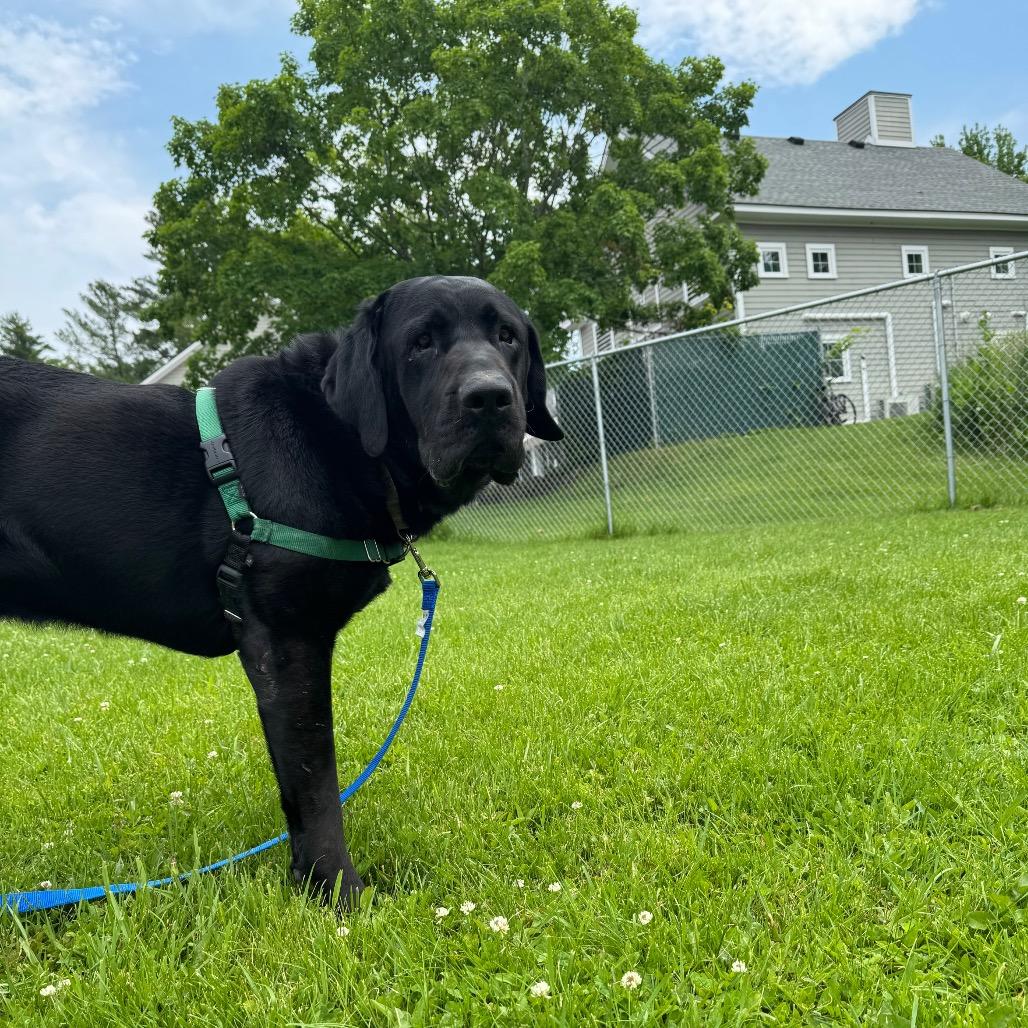 Lloyd, a Adoptable Black Labrador Retriever in Middlebury, VT image 5/6