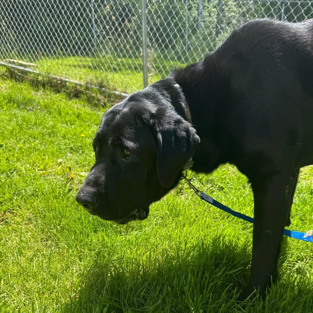 Lloyd, a Adoptable Black Labrador Retriever in Middlebury, VT image 6/6