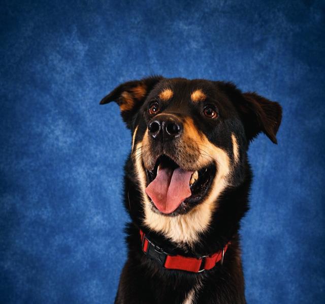COOPER, Adoptable, Adult Male German Shepherd Dog & Mixed Breed.