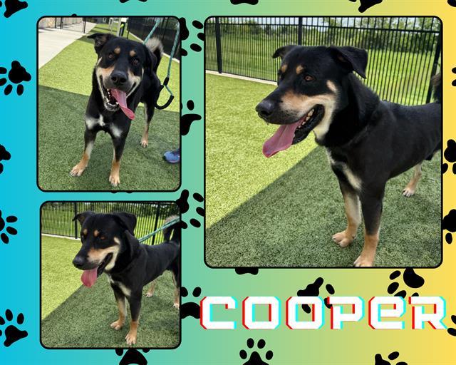 COOPER, Adoptable, Adult Male German Shepherd Dog & Mixed Breed.