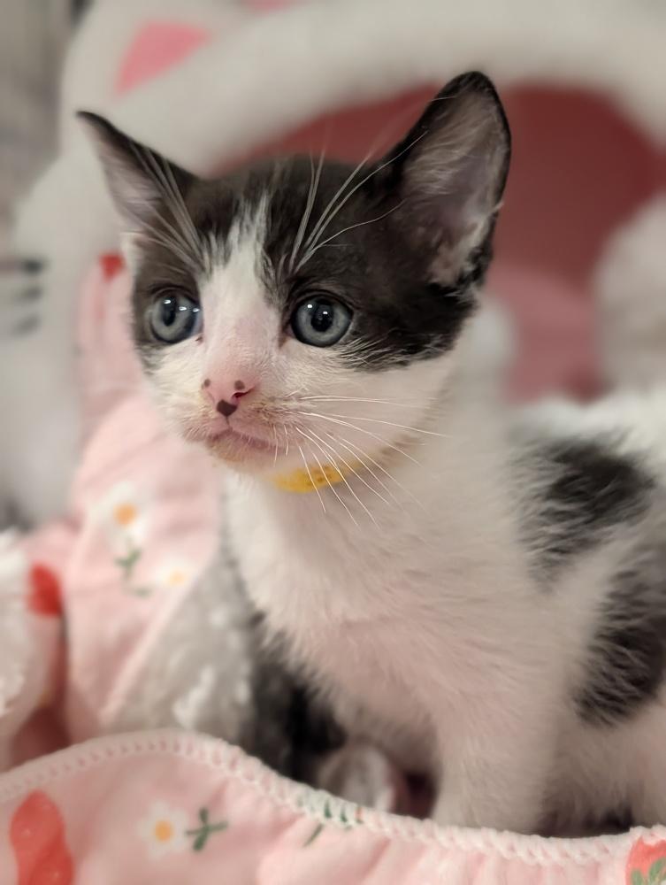 Enlarge Bud, a Adoptable Domestic Short Hair in Fremont, CA image 3/6