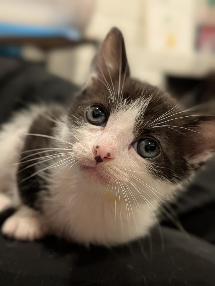 Enlarge Bud, a Adoptable Domestic Short Hair in Fremont, CA image 5/6