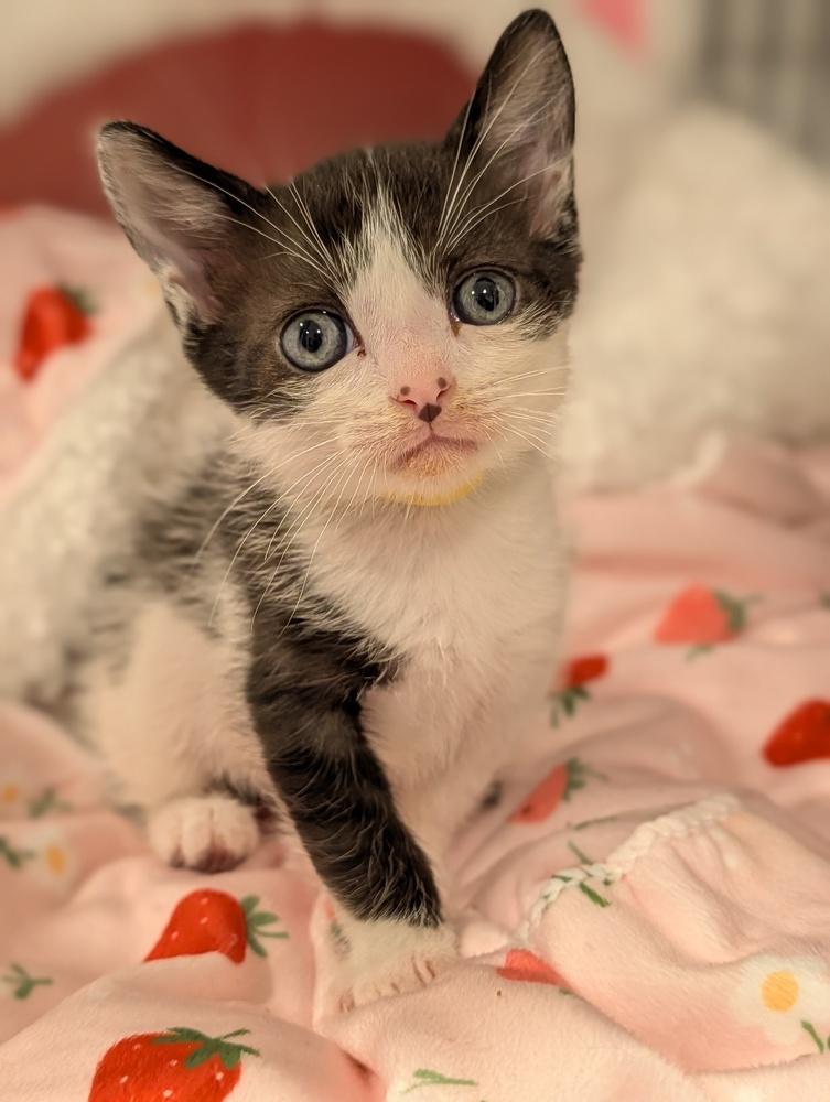 Enlarge Bud, a Adoptable Domestic Short Hair in Fremont, CA image 6/6
