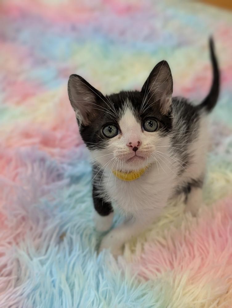 Enlarge Bud, a Adoptable Domestic Short Hair in Fremont, CA image 2/6