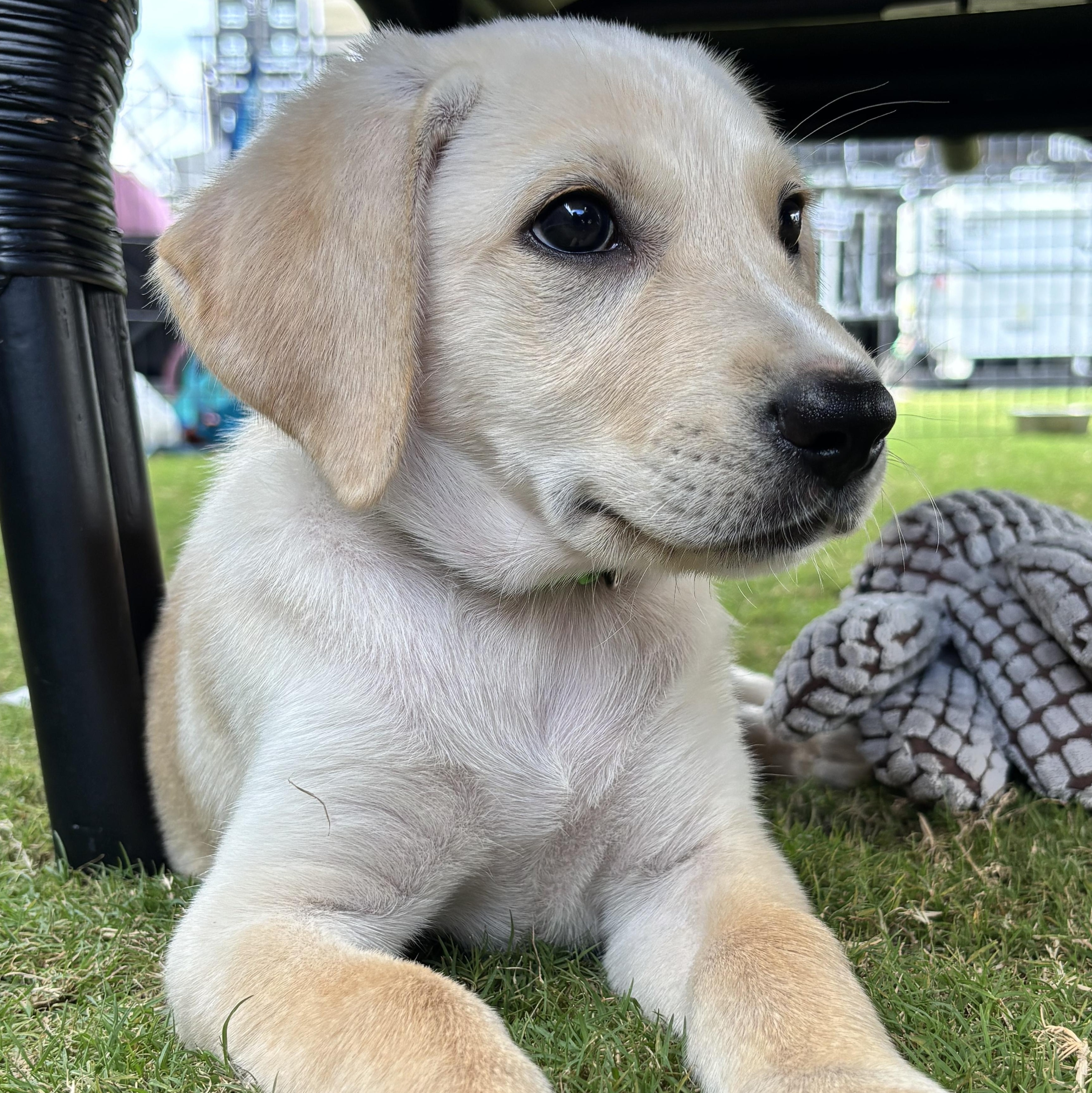 Enlarge Winn-Dixie, a Adopted mixed breed in Richmond, VA image 2/6