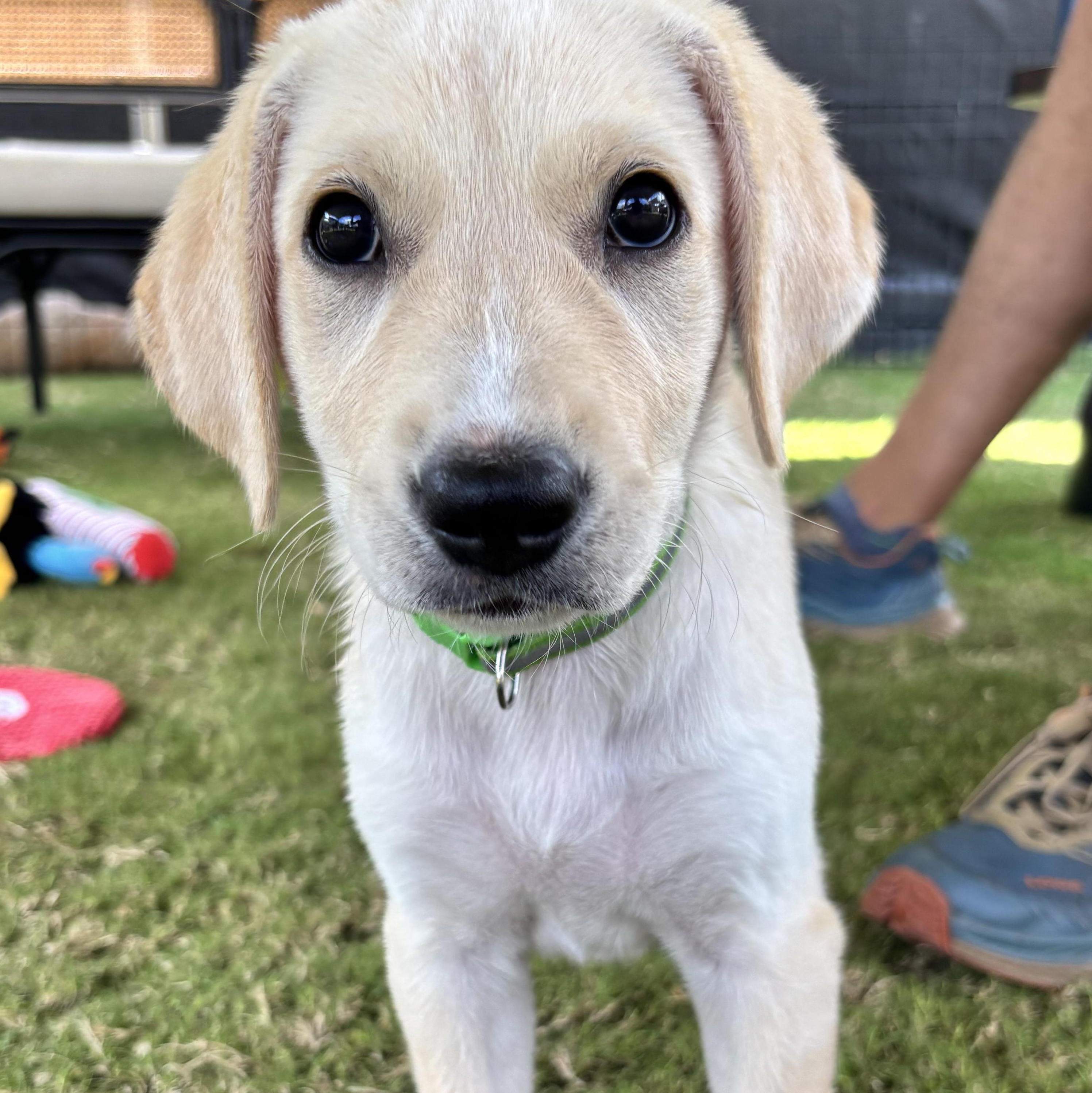 Enlarge Winn-Dixie, a Adopted mixed breed in Richmond, VA image 6/6