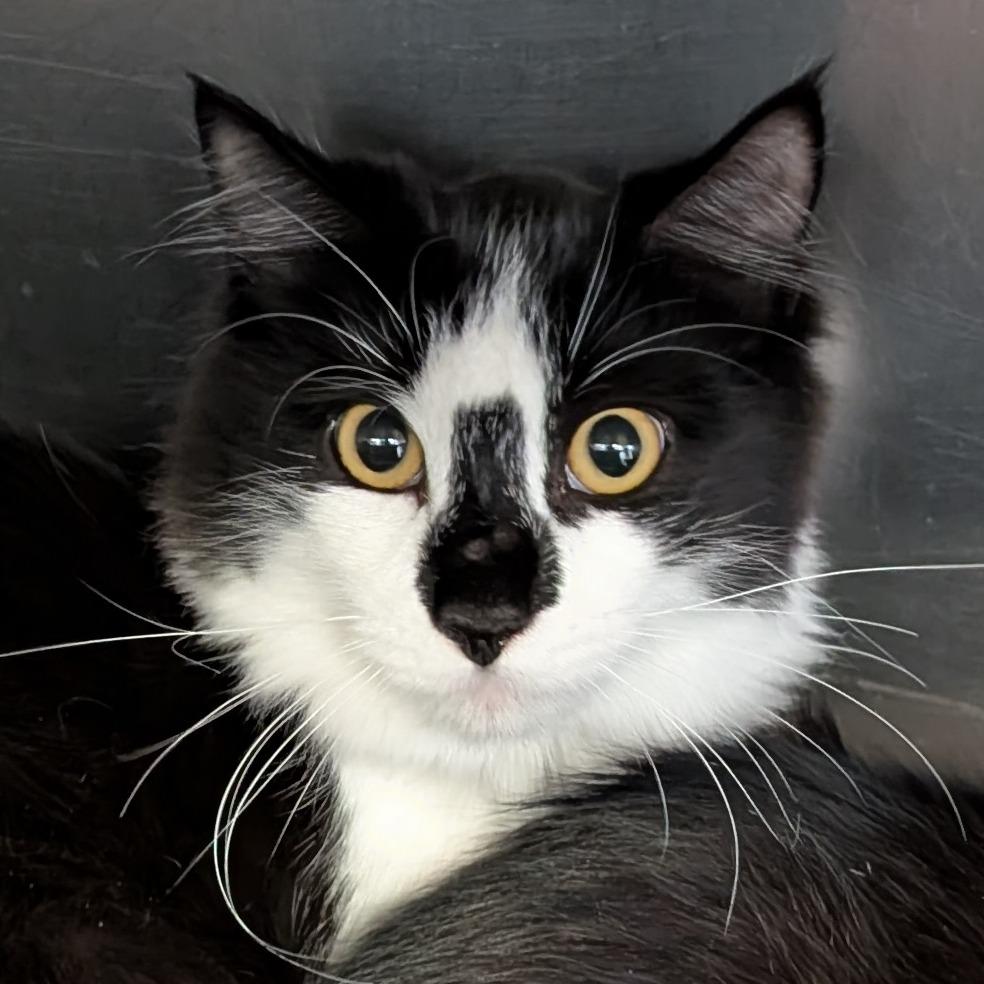 Kona, Adoptable, Young Male Domestic Medium Hair & Manx.