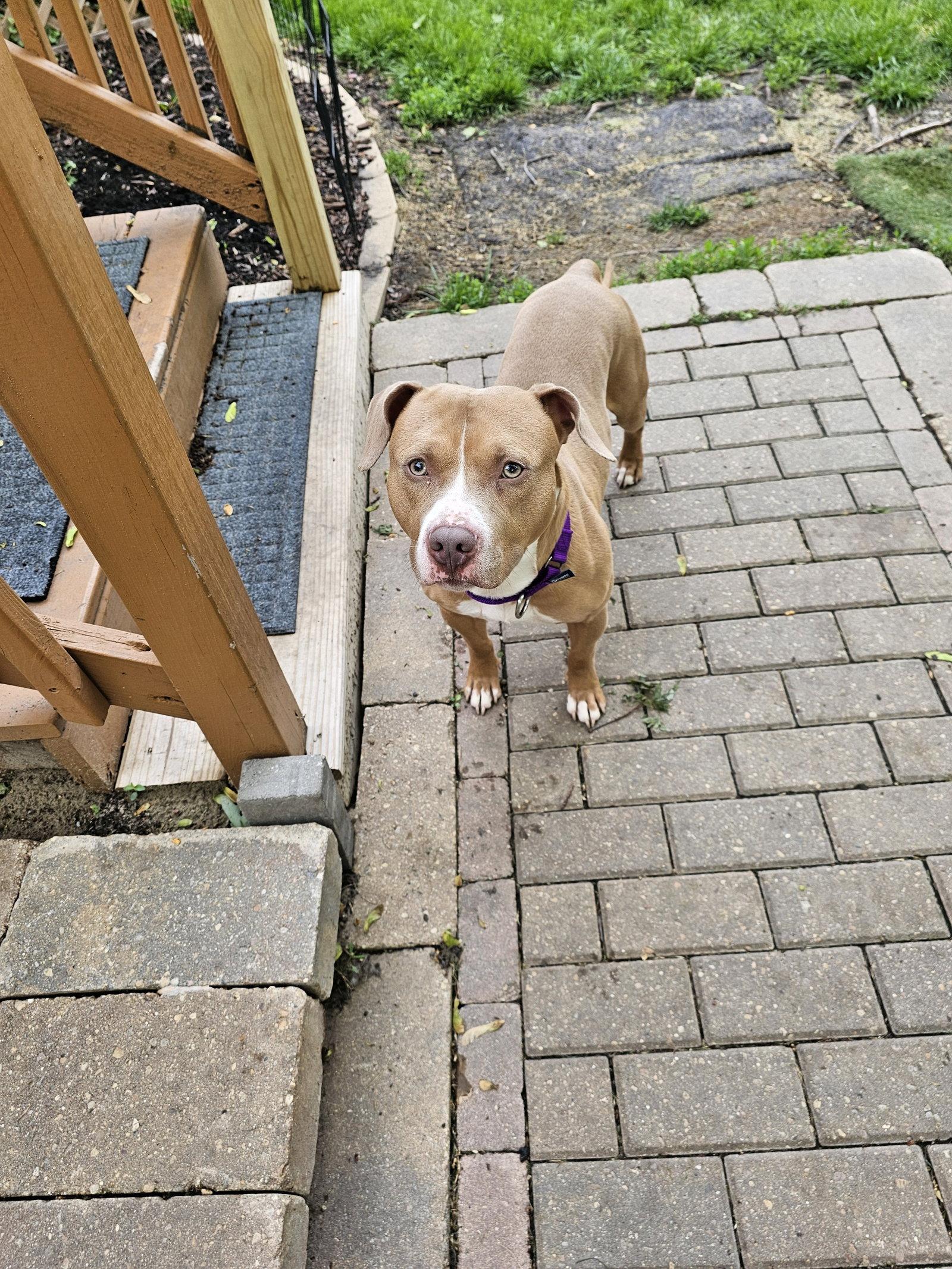 Enlarge Mr McGoo, a Adoptable Pit Bull Terrier in Crete, IL image 1/3