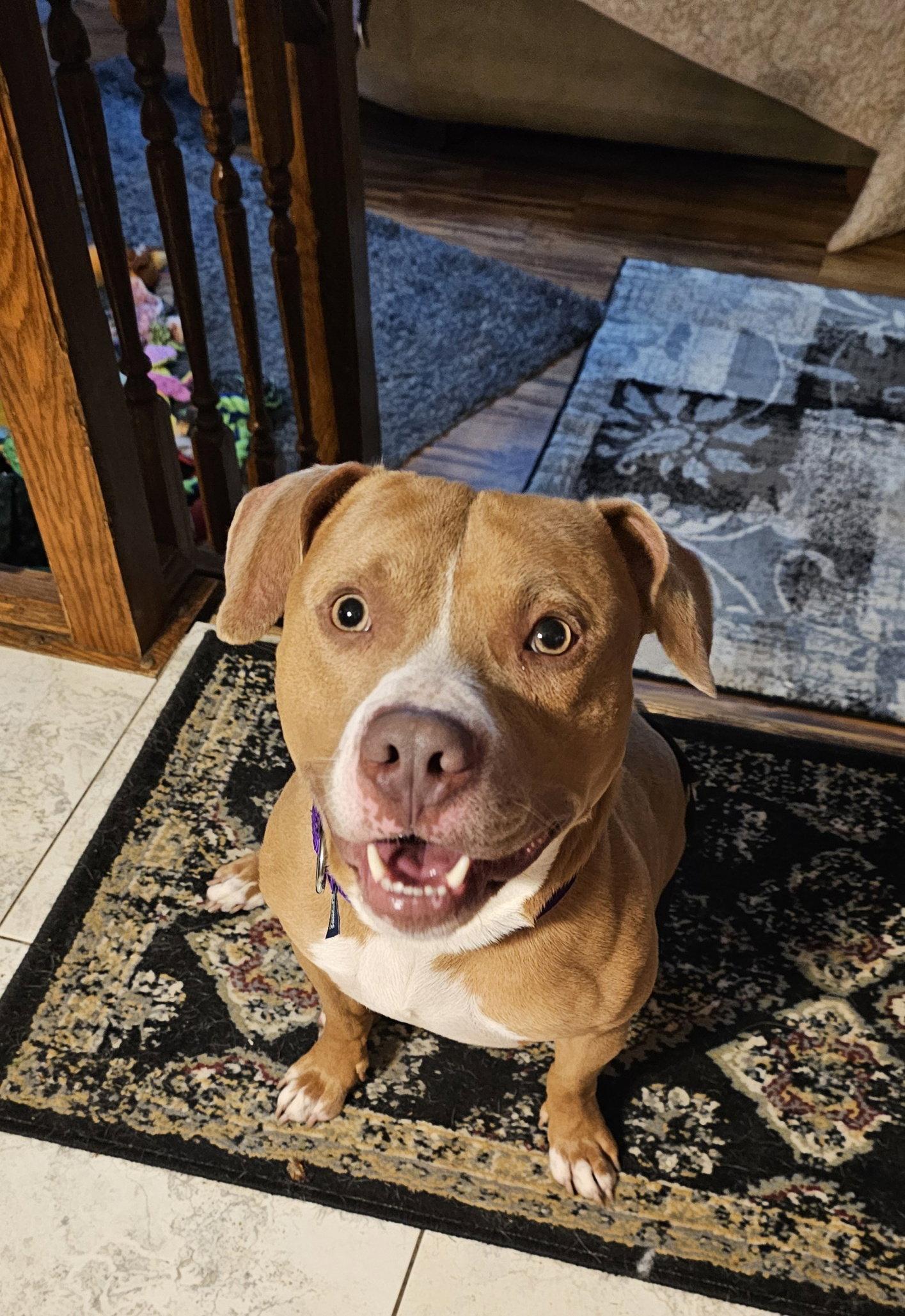 Enlarge Mr McGoo, a Adoptable Pit Bull Terrier in Crete, IL image 2/3