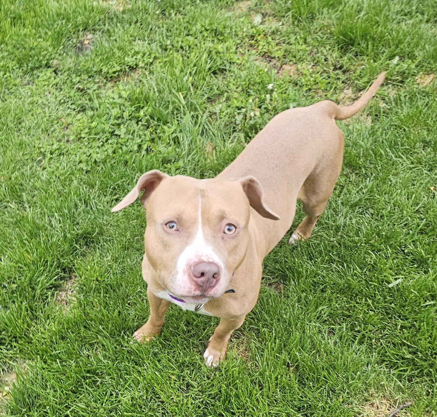 Enlarge Mr McGoo, a Adoptable Pit Bull Terrier in Crete, IL image 3/3