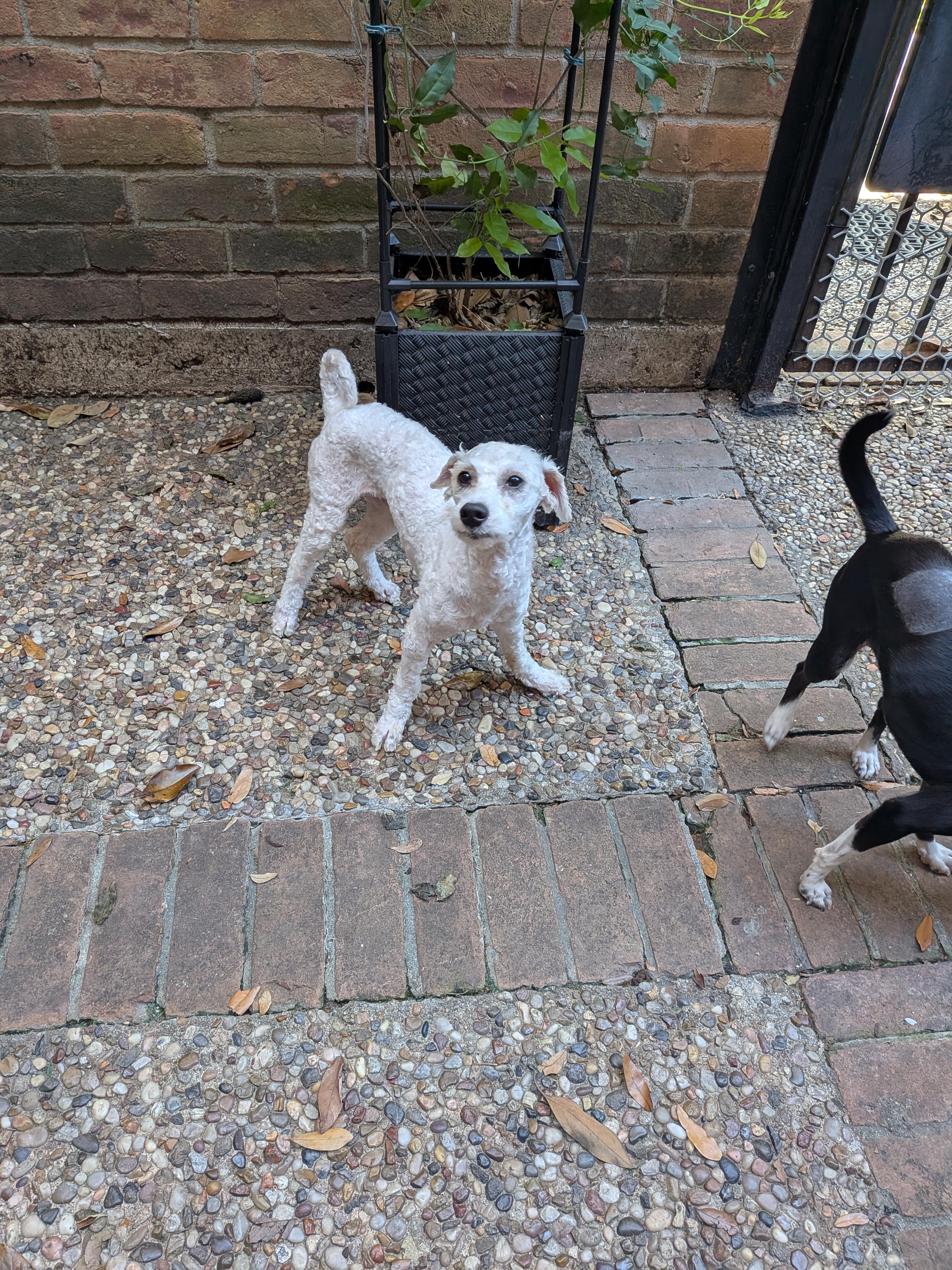 Trevor, a ADOPTABLE mixed breed in Houston, TX image 5/6