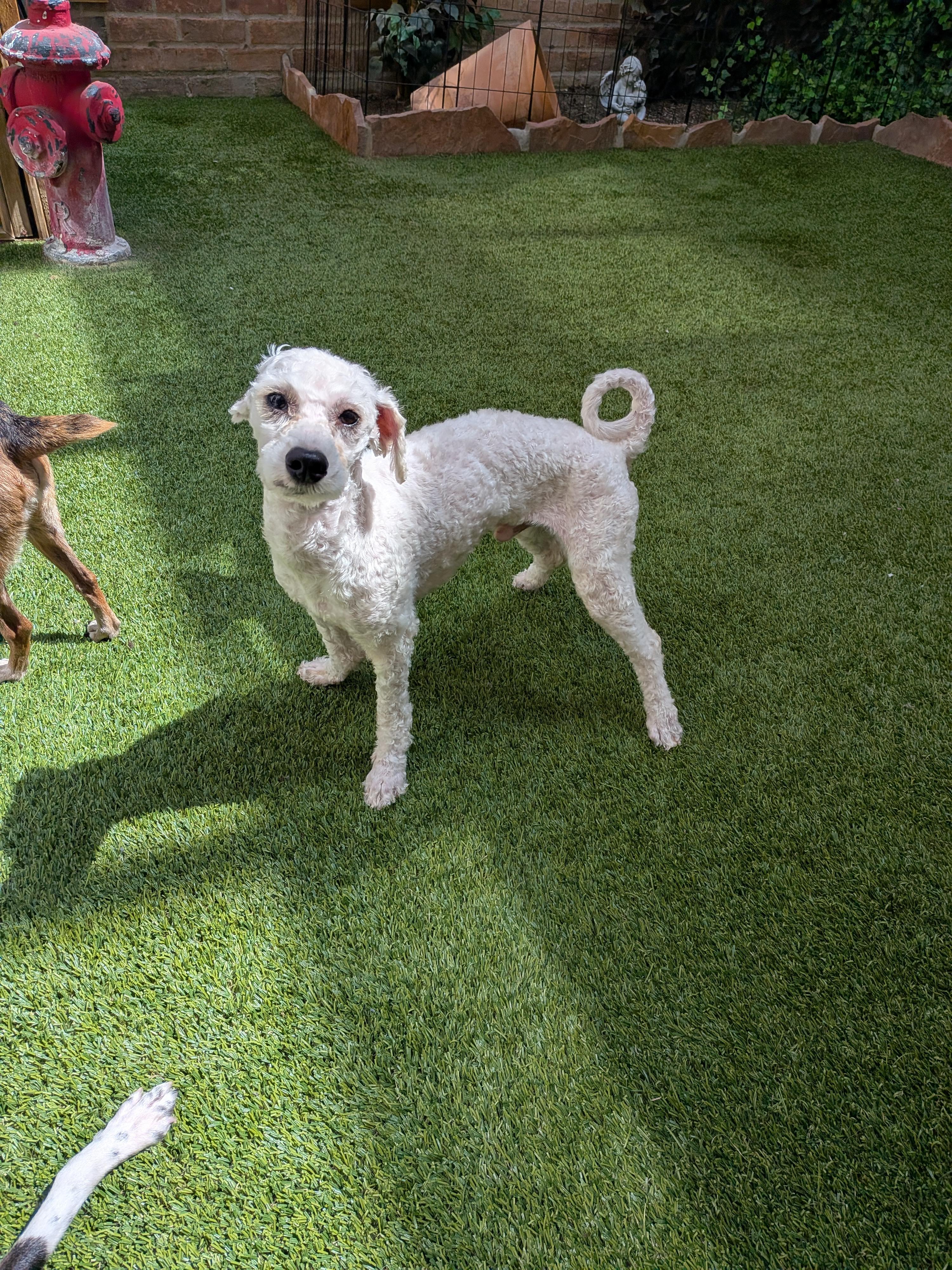 Trevor, a ADOPTABLE mixed breed in Houston, TX image 4/6