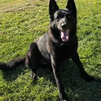 TUX, a Adoptable German Shepherd Dog in Brookfield, CT image 1/5