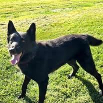 TUX, a Adoptable German Shepherd Dog in Brookfield, CT image 3/5
