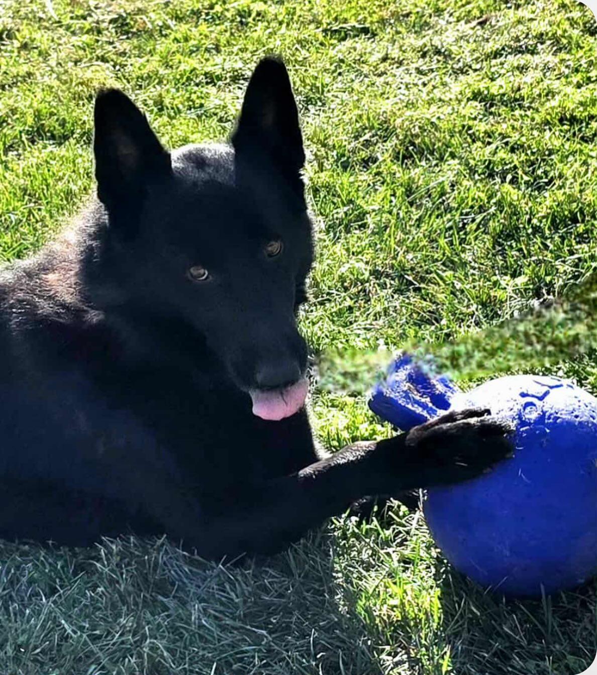 TUX, a Adoptable German Shepherd Dog in Brookfield, CT image 4/5