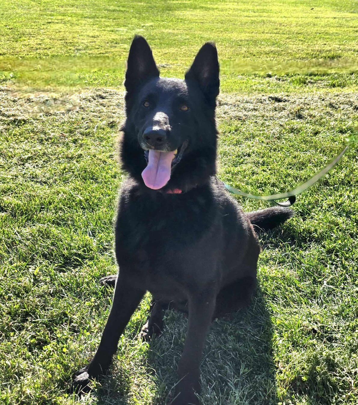 TUX, a Adoptable German Shepherd Dog in Brookfield, CT image 2/5