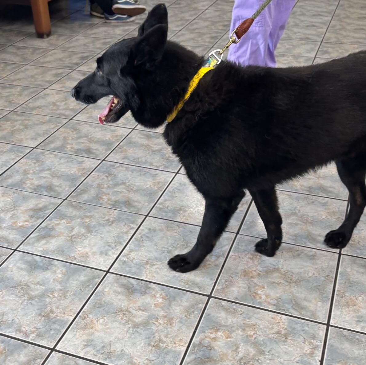 TUX, a Adoptable German Shepherd Dog in Brookfield, CT image 5/5