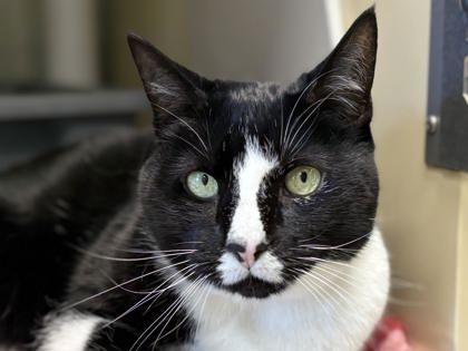 Enlarge Gerty, a Adoptable mixed breed in Virginia Beach, VA image 1/1