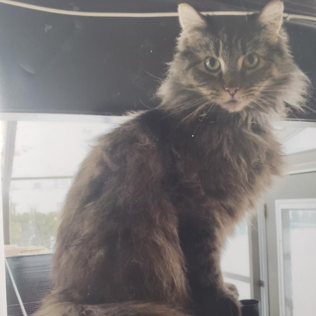 Connie, Adoptable, Senior Female Domestic Medium Hair.