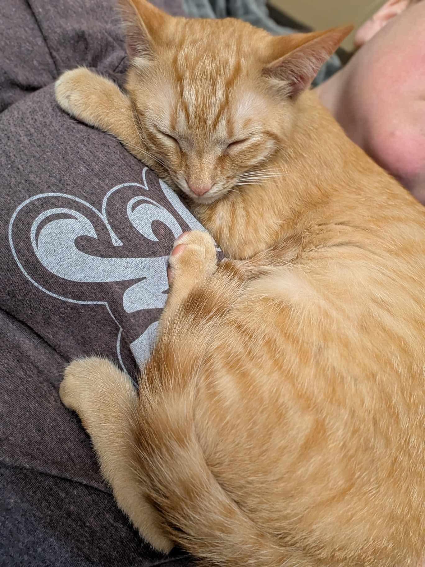 Pauline and Kid, Adoptable, Young Male Domestic Short Hair.