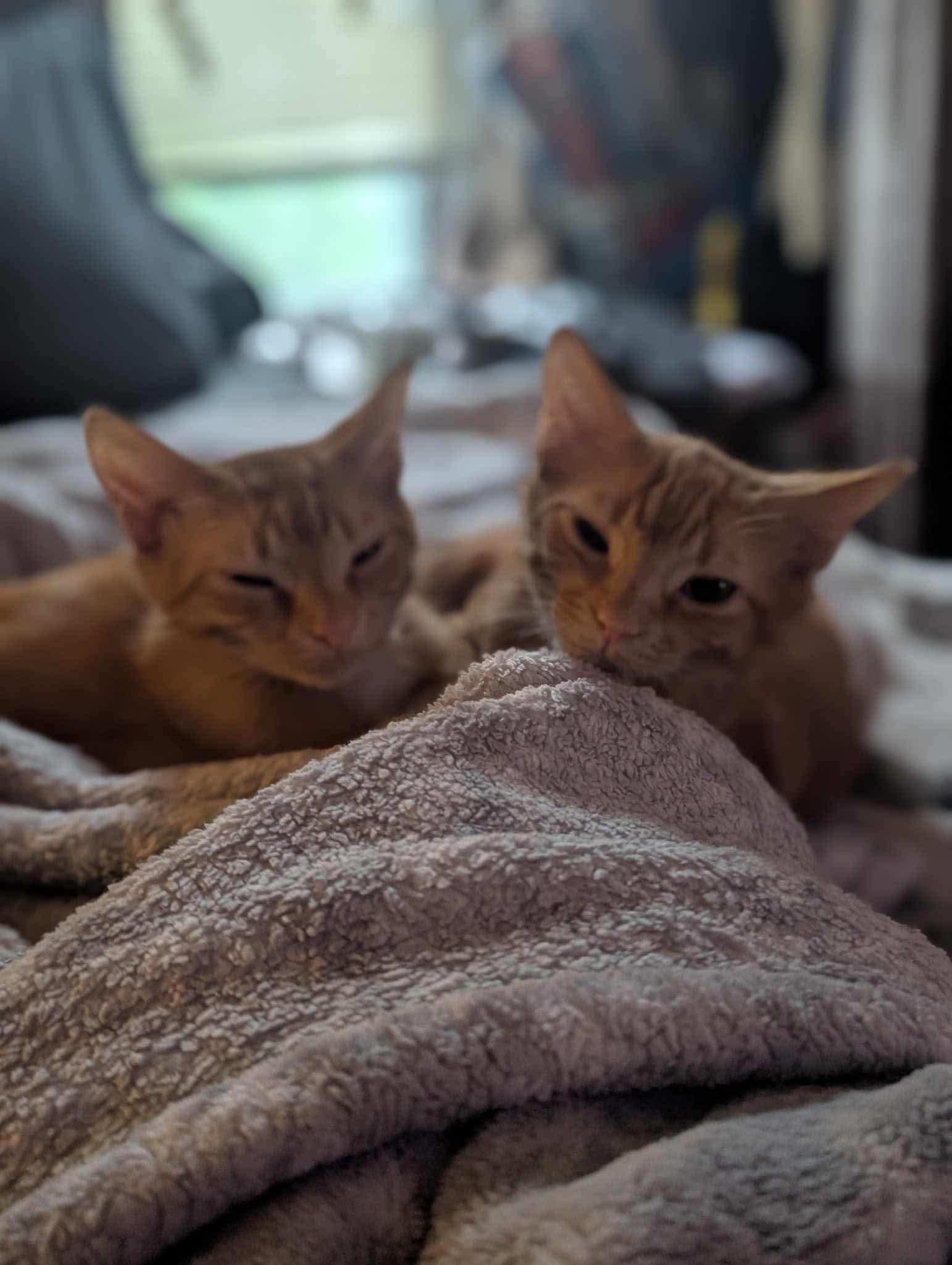 Enlarge Pauline and Kid, a Adoptable Domestic Short Hair in Manchester, CT image 2/5