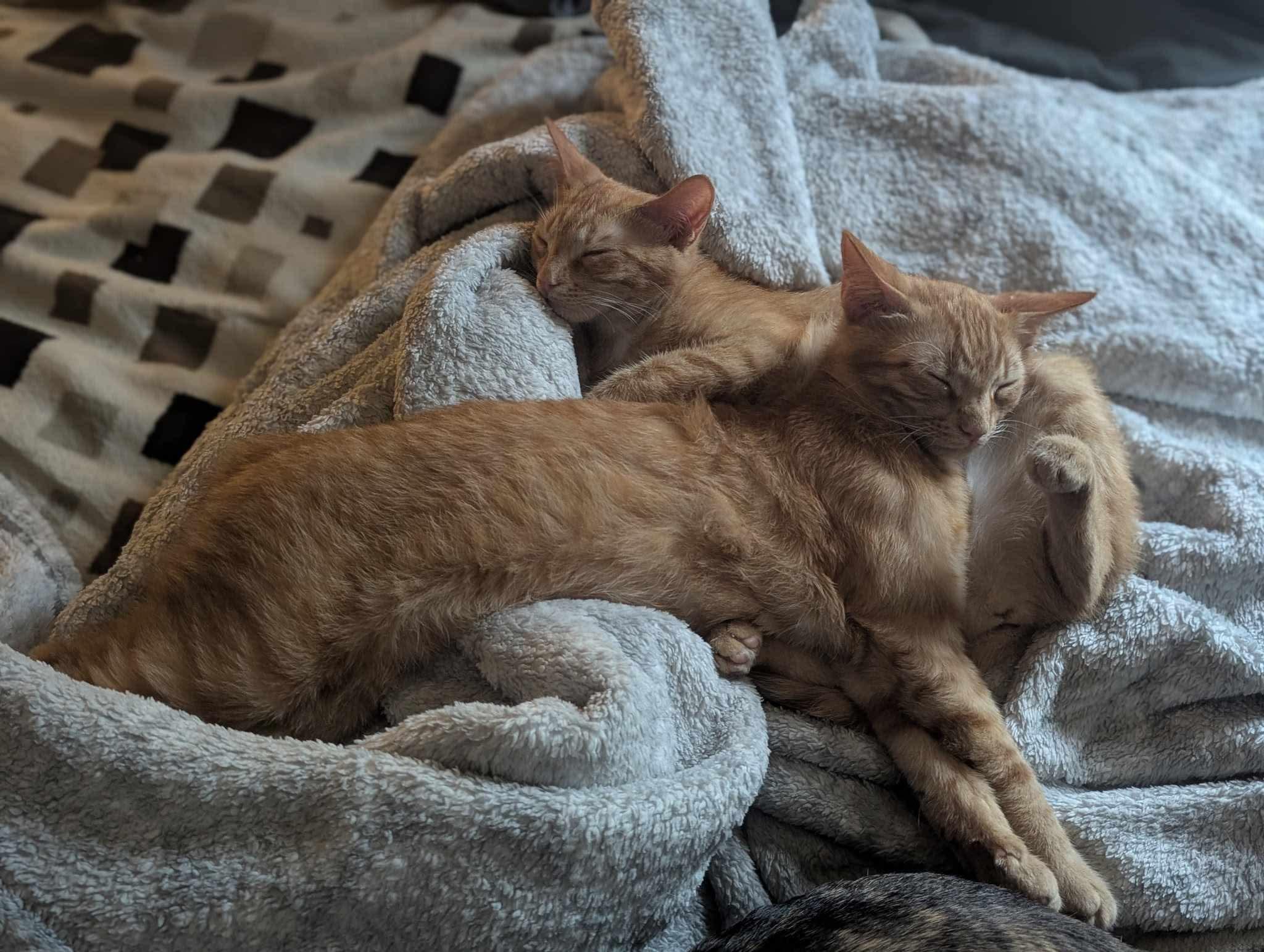 Enlarge Pauline and Kid, a Adoptable Domestic Short Hair in Manchester, CT image 3/5