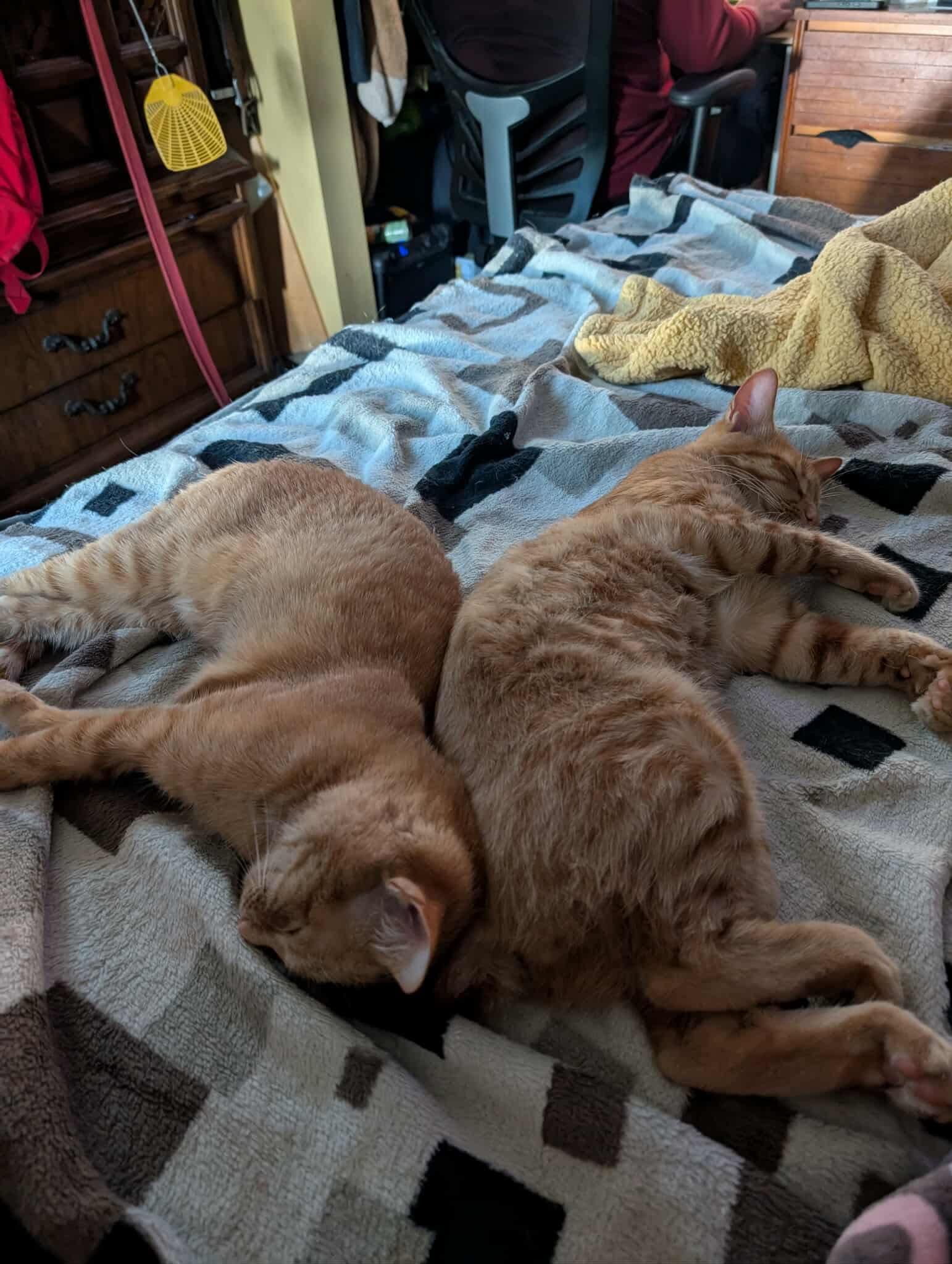 Enlarge Pauline and Kid, a Adoptable Domestic Short Hair in Manchester, CT image 4/5