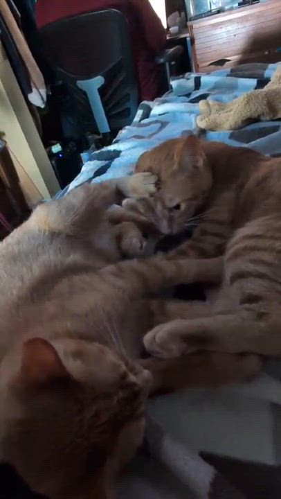 Enlarge Pauline and Kid, a Adoptable Domestic Short Hair in Manchester, CT video 5/5