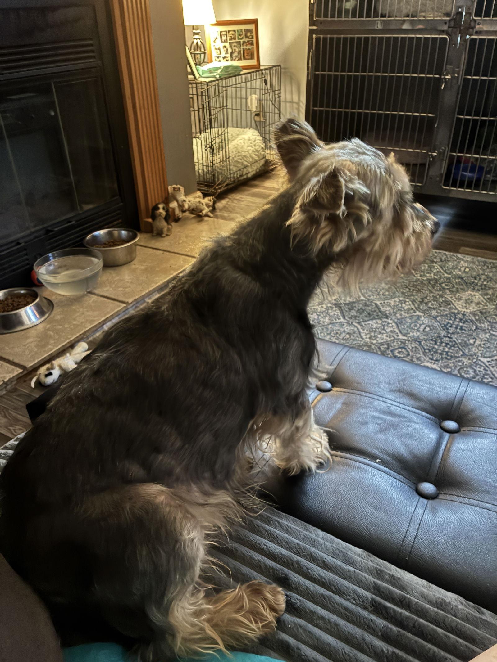 Archie, Adopted, Senior Male Silky Terrier.