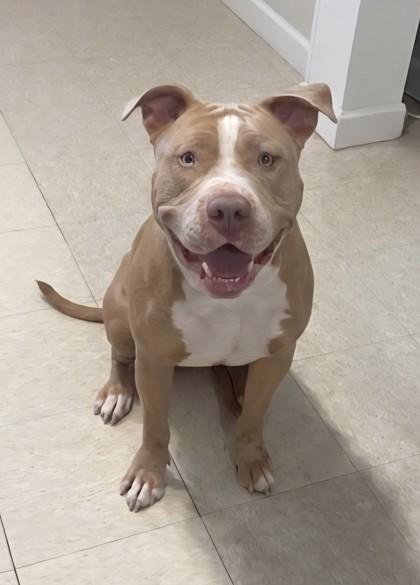 Kane, adopted, Adult Male American Bully.