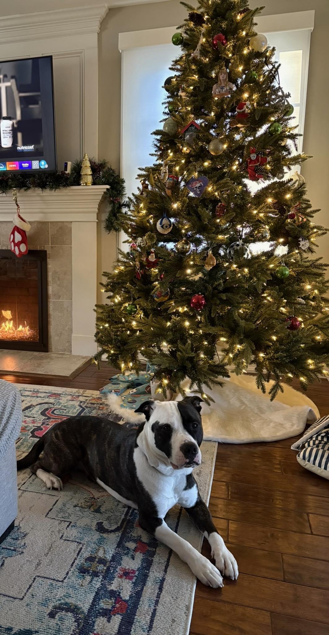 Enlarge Bentley, a Adoptable Mixed Breed in Union, CT image 3/5