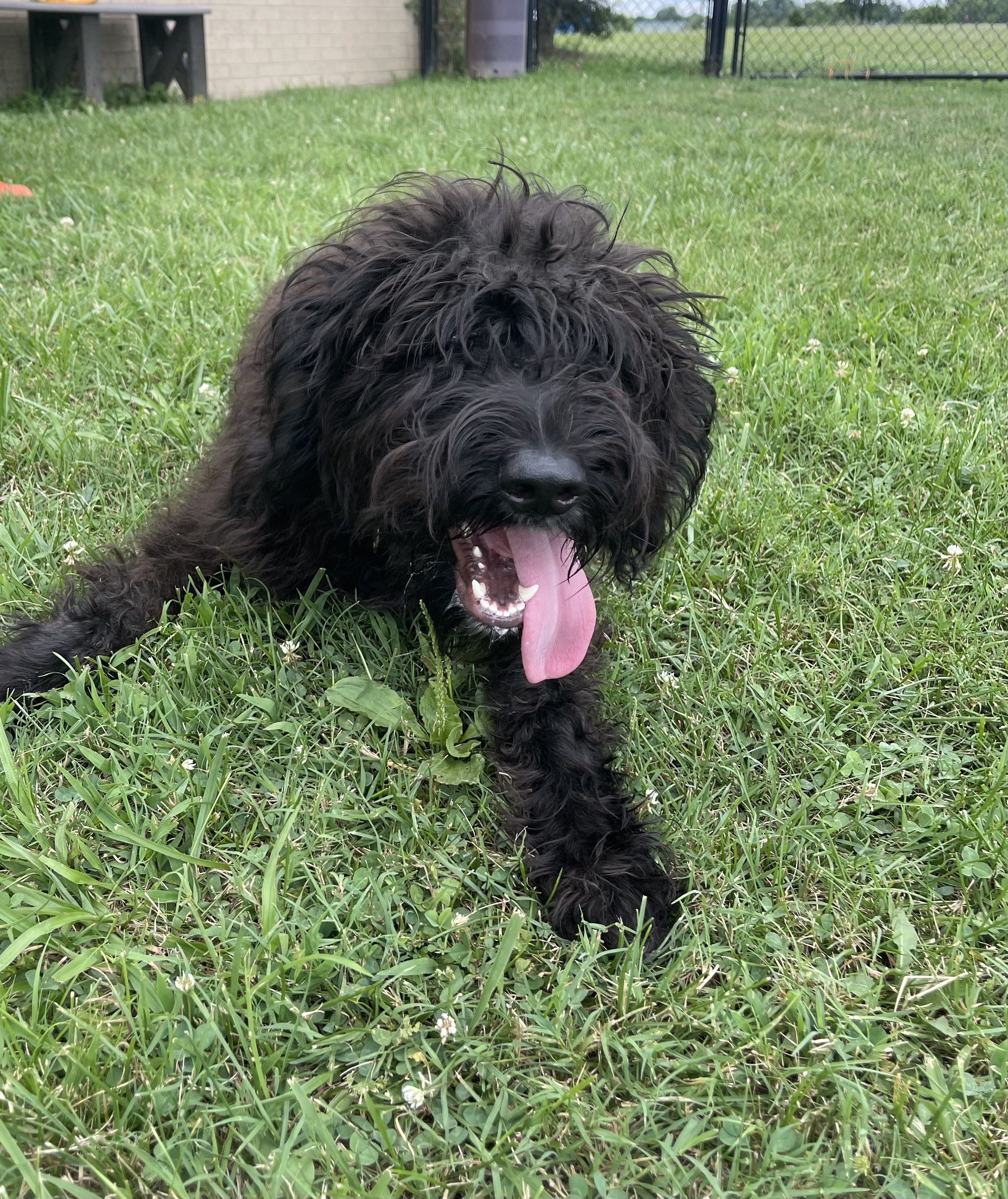 MOLLI, an adopted Goldendoodle in Gallatin, TN_image-1