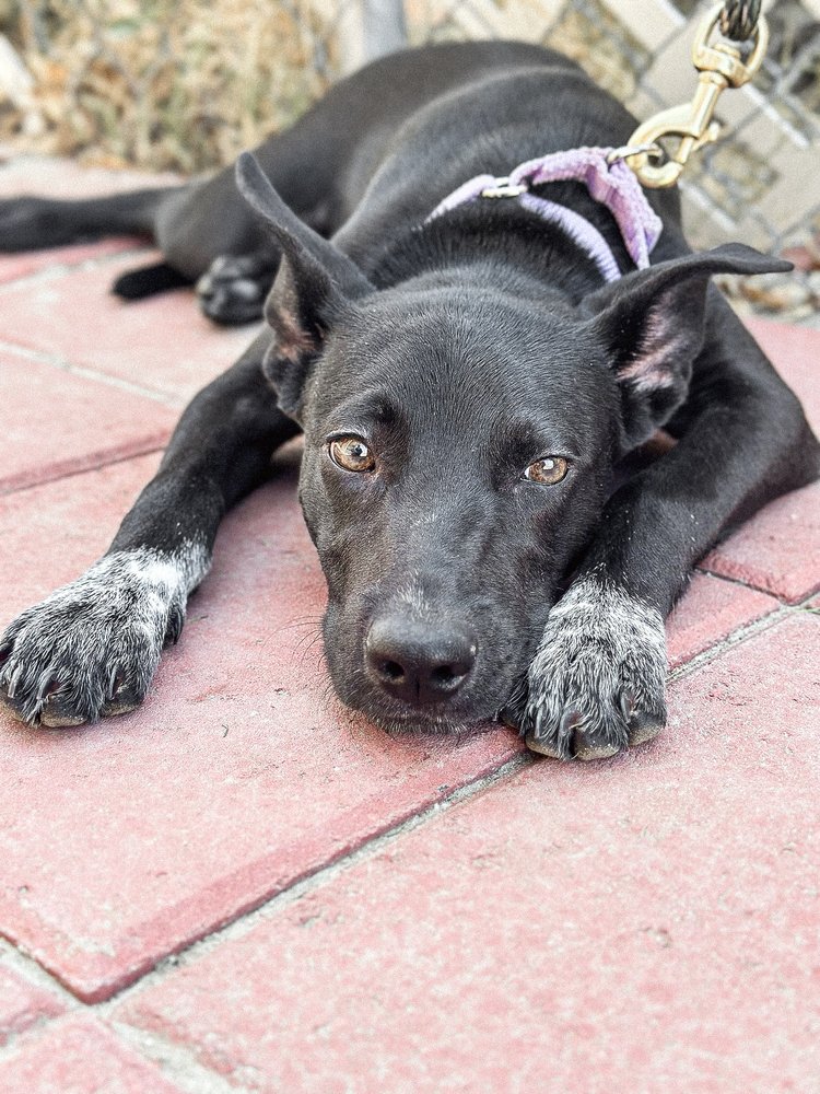 Fig, Adopted, Puppy Female German Shepherd Dog.