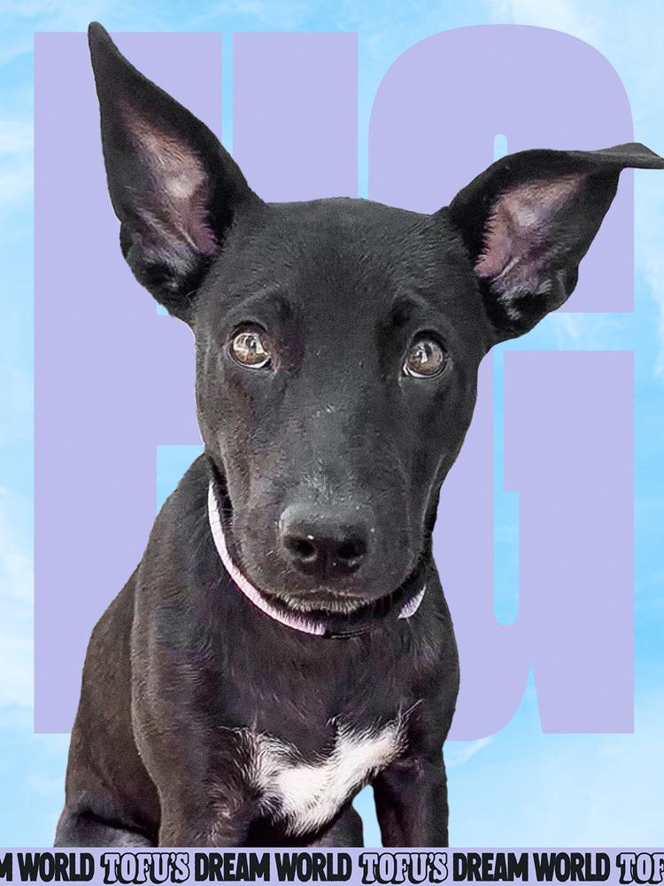 Enlarge Fig, a Adopted mixed breed in Los Angeles, CA image 2/2