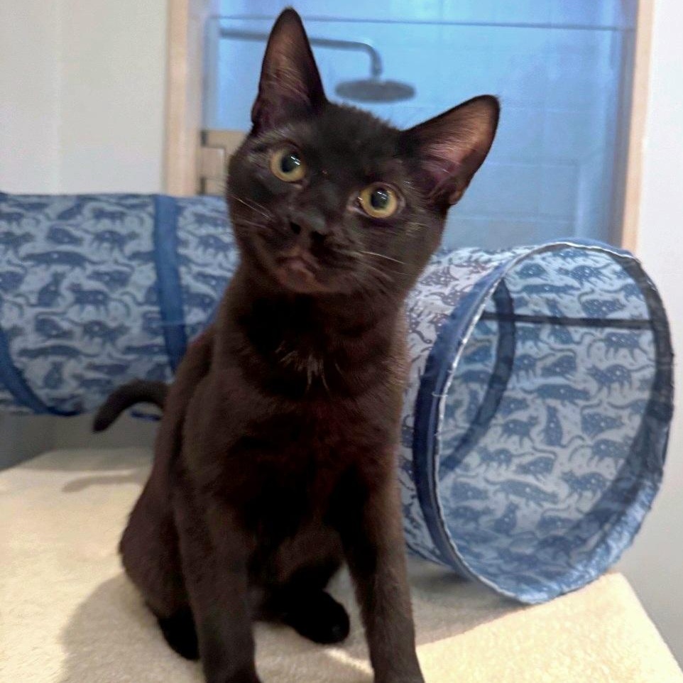 Lime, adopted, Kitten Male Domestic Short Hair.