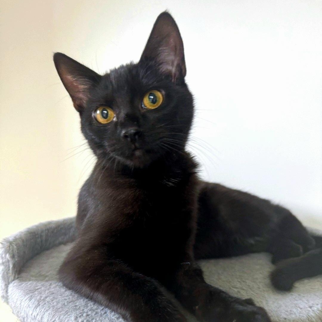 Enlarge Lime, an adopted Domestic Short Hair in Staten Island, NY image 2/6